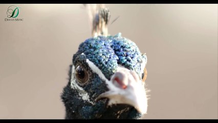 Borhan - Batnafasak Music Video Teaser   برومو أغنية برهان - بتنفسك