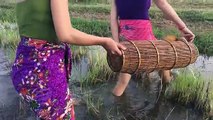 Wow! Amazing girl Fishing - How To Catch Fish By Hand using bamboo net trap - Catch A Lot Of Fish