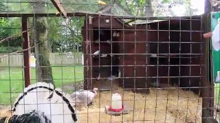Kids Family Trip To The Farm Feeding Animals - Playground Fun - Kids Educational video