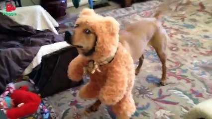 Ten Dancing Animals // Funny Animal Compilation