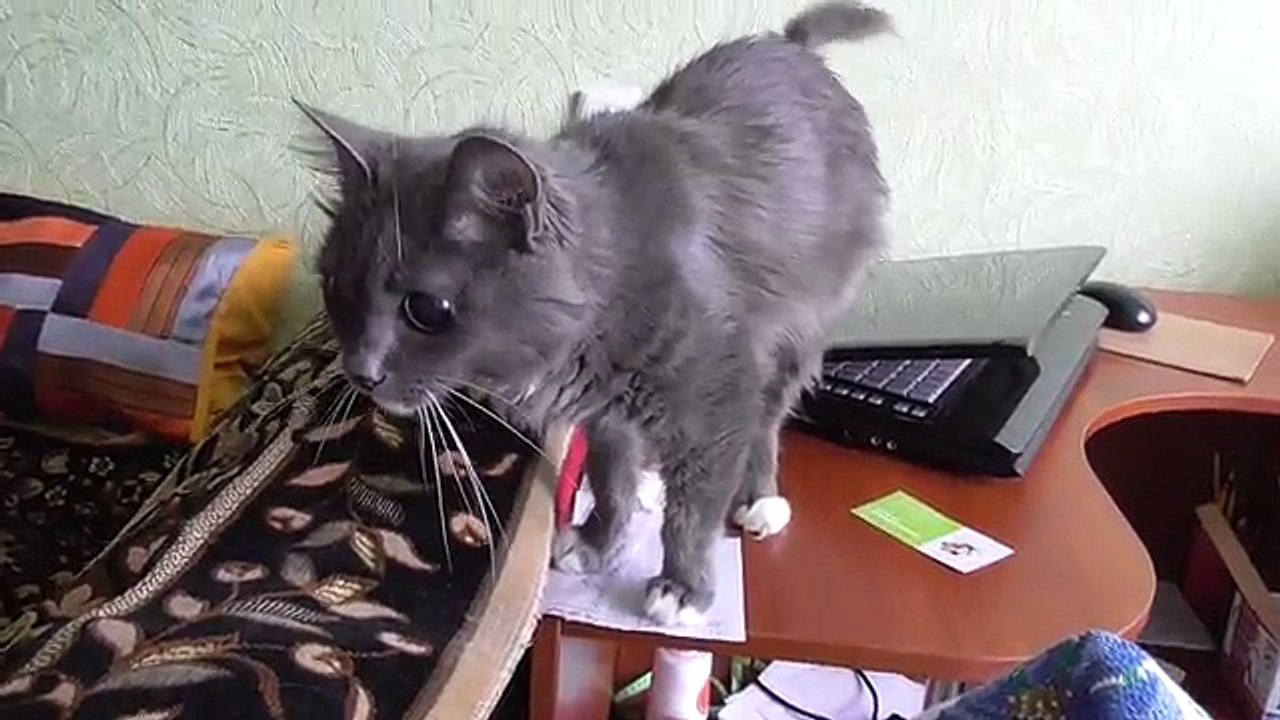 Пожилая кошка. Проблемы старой кошки