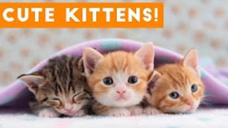 Cutest Kitten Video Compilation of 2022-2023Funny Pet Videos