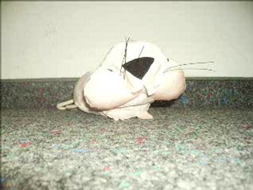 Nacktmulle Modenschau