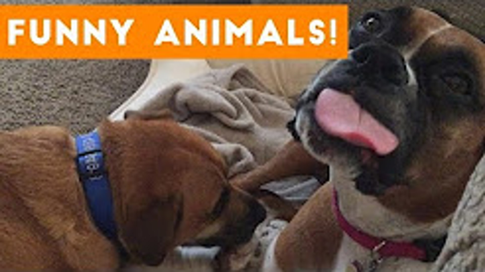⁣Cutest Pets of the Week Compilation  2022-2023 Funny Pet Videos