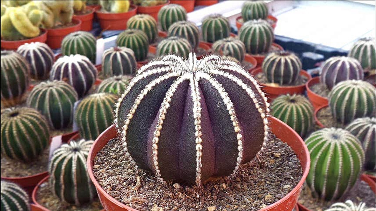 Uebelmannia