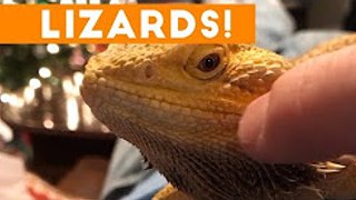 Funniest Lizard & Reptile Blooper & Reaction Videos of 2022-2023 Compilation   Funny Pet Videos