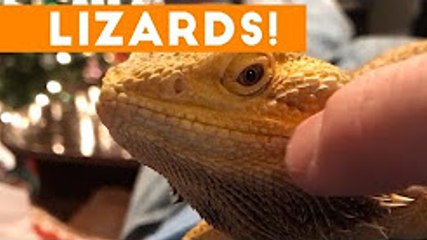 Funniest Lizard & Reptile Blooper & Reaction Videos of 2022-2023 Compilation   Funny Pet Videos