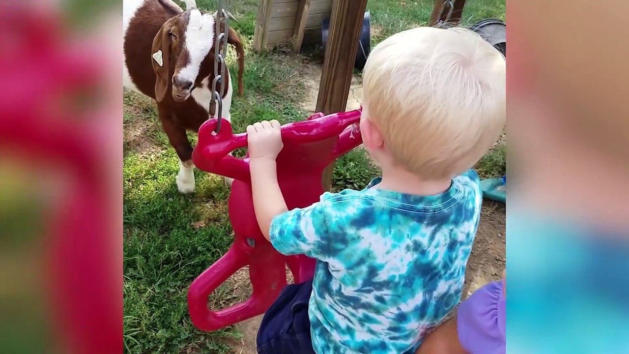 Funniest Pet Reactions & Bloopers 2022-2023 Funny Pet Videos