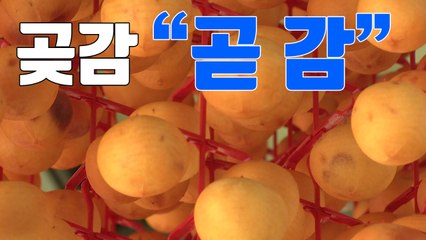[자막뉴스] 붉게 물든 양촌 마을...곶감 만들기 '한창' / YTN