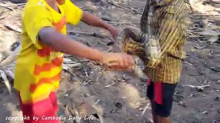 Amazing Cowboys Catch Big Anaconda Snake under Palm Tree - Children Catch Big Snake under