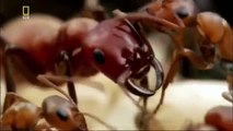 Ants Documentary Channel Savage Armies of Ants Army Ants