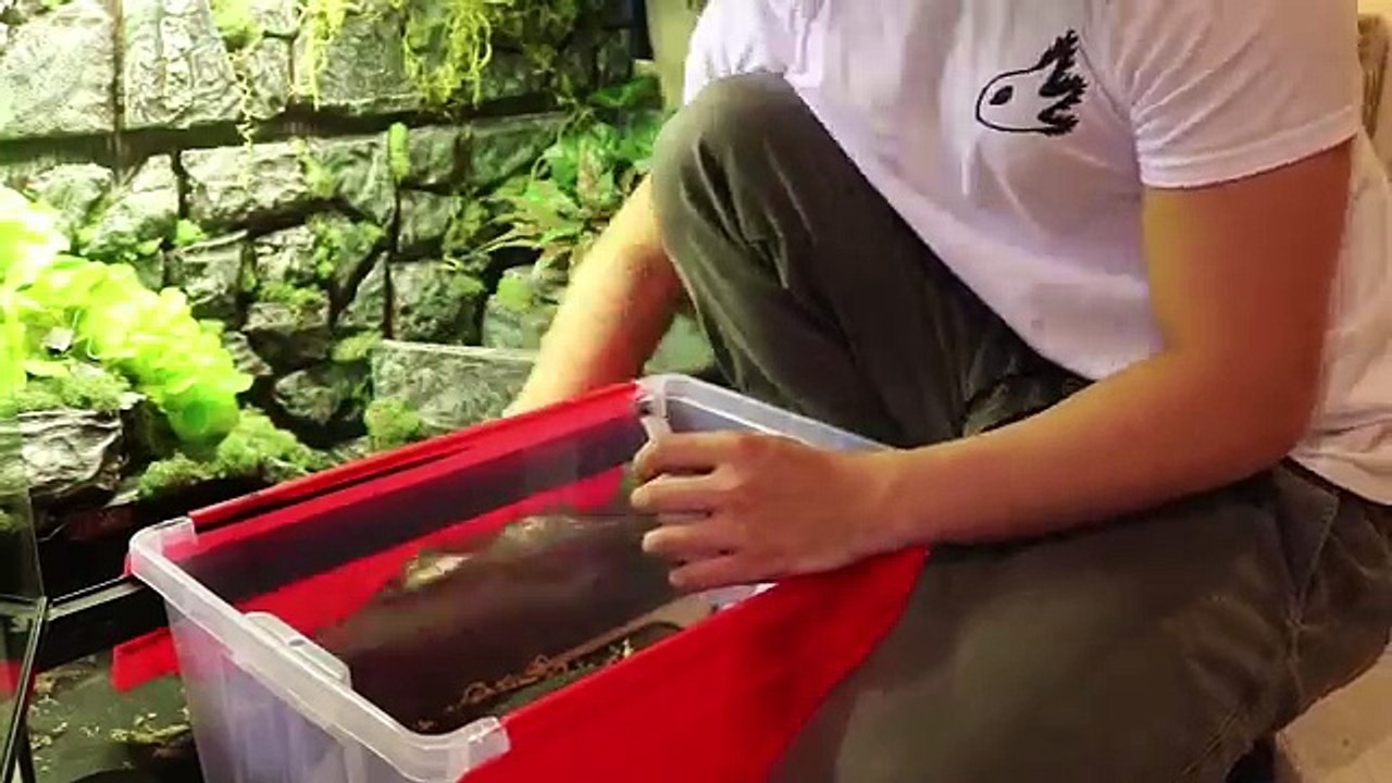 New Giant Leopard Gecko?!