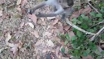 Monkey funny videos 2017 - monkey meeting and funny monkey At Wild Angkor Wat