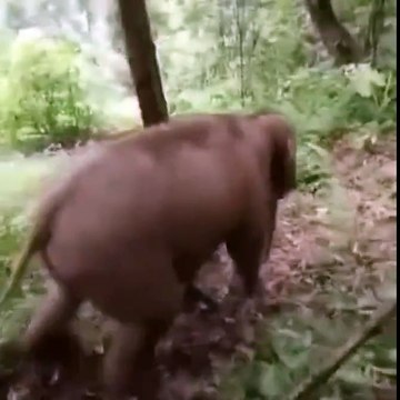 Just a baby elephant sliding down a hill...