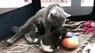 Lets play - BKH Katzen, Kitten - 1 Monat alt - Teil 3/3