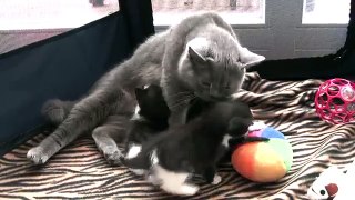 Lets play - BKH Katzen, Kitten - 1 Monat alt - Teil 3/3