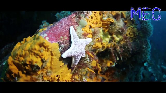 Anikdote Culture Code - Don’t Let It Go (feat. Brado Sanz) [NCS Release]