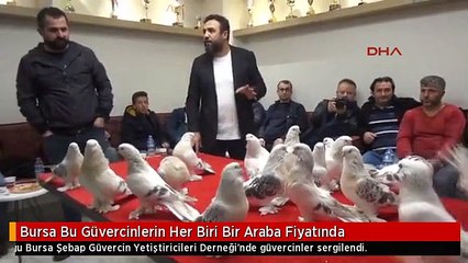 Bursa Bu Güvercinlerin Her Biri Bir Araba Fiyatında