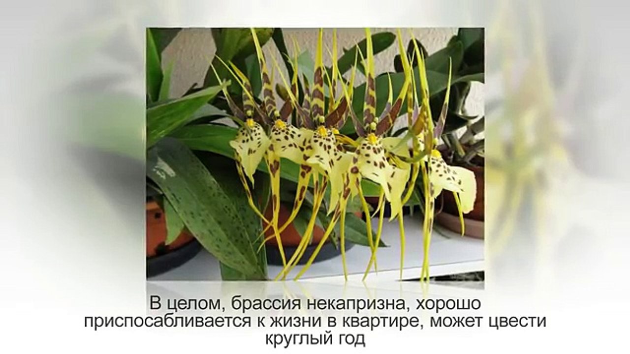 ТОП-10 самых НЕОБЫЧНЫХ КОМНАТНЫХ РАСТЕНИЙ, которые можно вырастить у себя дома