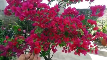 How to Care for Bougainvilleas (HINDI/URDU)//Bougainvillea Plant Care