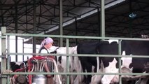Tire Süt Kooperatifi Başkanı Mahmut Eskiyörük'ten Tarım ve Hayvancılığa 