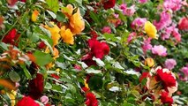 4K-Most beautiful rose flowers, flower shrubs and colorful garden that you may have never seen