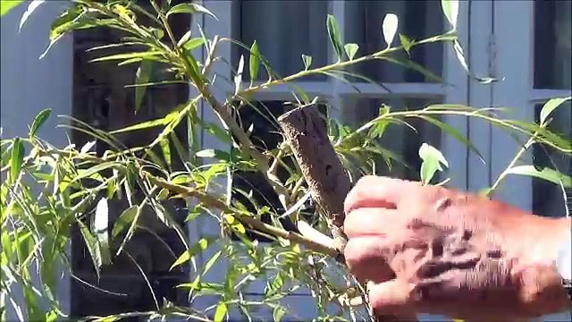 Grow bonsai trees from cuttings. How to grow Weeping Willow Bonsai Trees from cuttings - Part 2