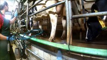 Intelligent Technology Smart Farming Automatic Cow Milking Machine, Feeding, Cleaning, Washing