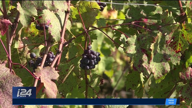 Pays Basque : des jarres pour adoucir du vin