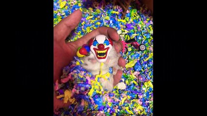 Déguisement d'un hamster en Clown du film Ça !!