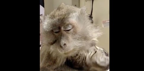 Câlin d'un chat et singe qui se font peigner et brosser comme des rois !