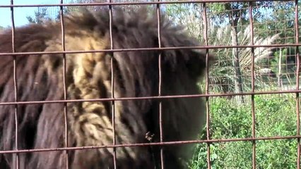 Funny Crazy BIG CAT SOUNDS!