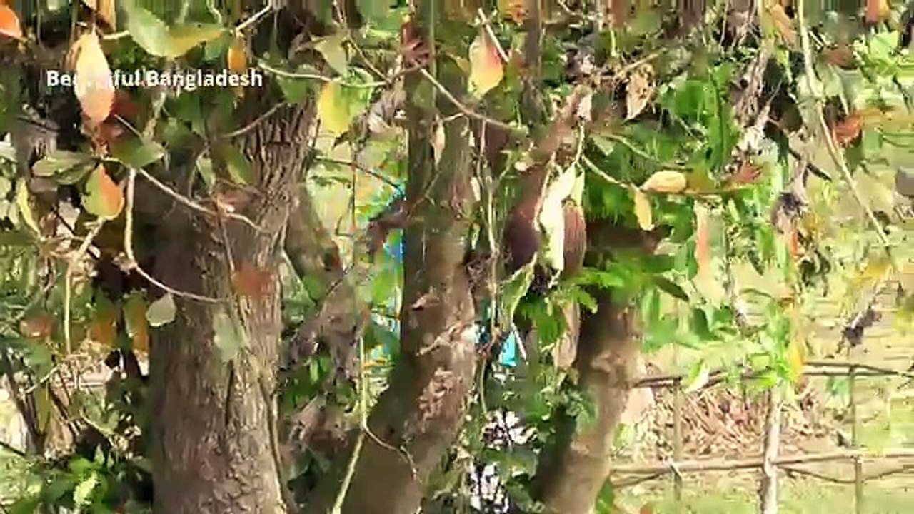 Fishing In Bangladesh - Sunamganj