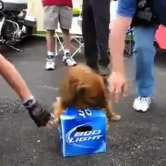 Quand ton chien est dressé pour surveiller ton pack de bière! Efficace