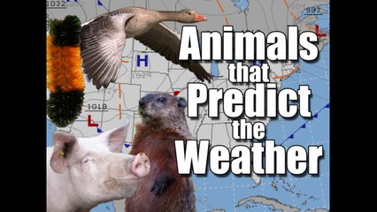 Animals that Predict the Weather