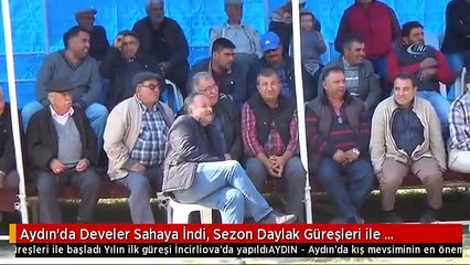Aydın'da Develer Sahaya İndi, Sezon Daylak Güreşleri ile Başladı