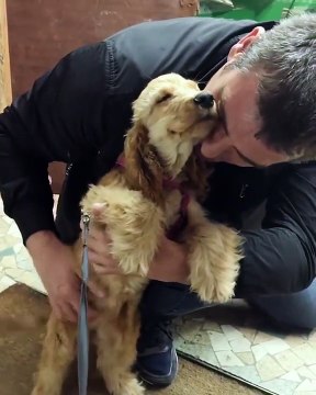 Quand un adorable chien a besoin de câlins