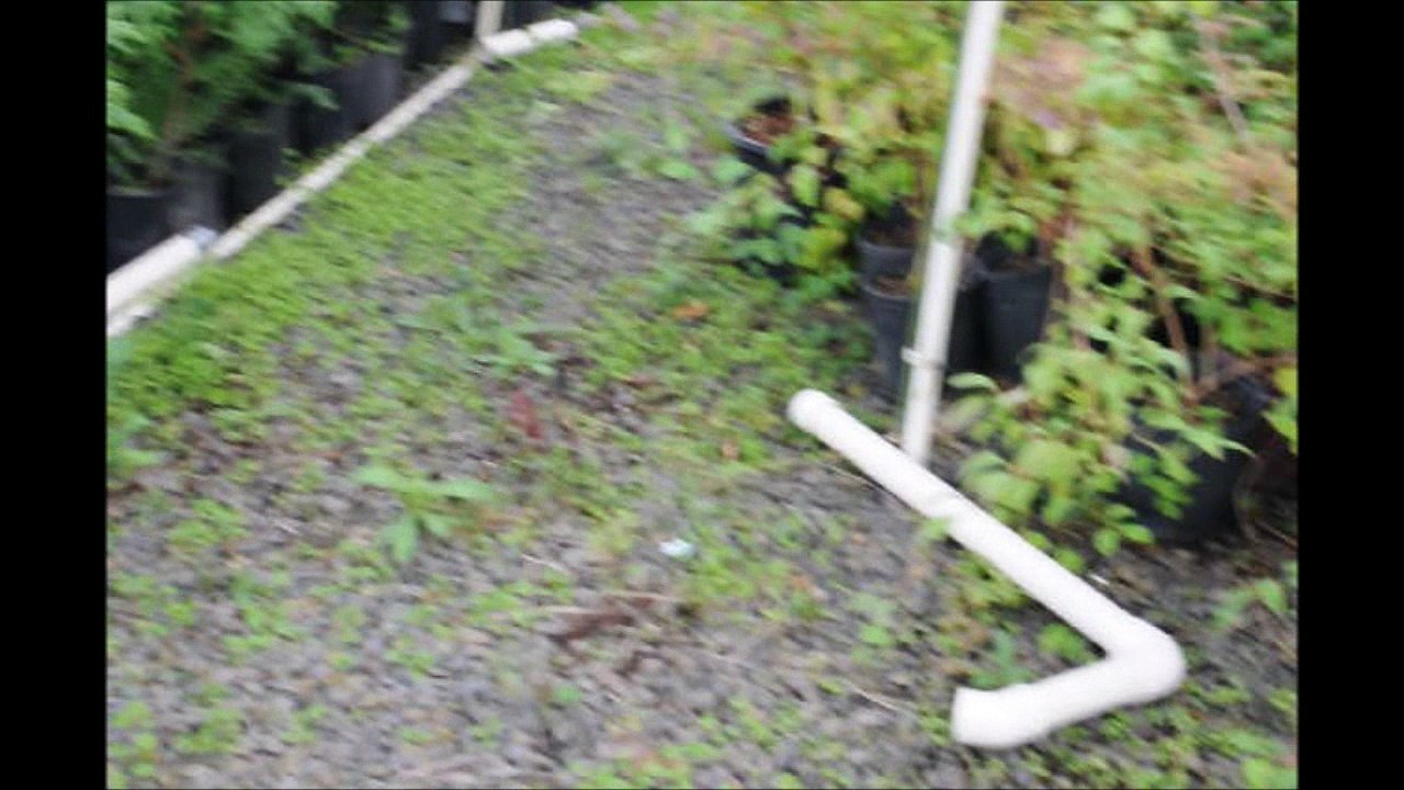 Trees...     Green Giants in Pots