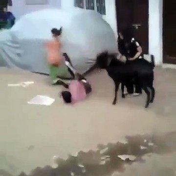 بیچاری لڑکی کو بکرے کے پاس سے گزرنا مہنگا پڑ گیا۔