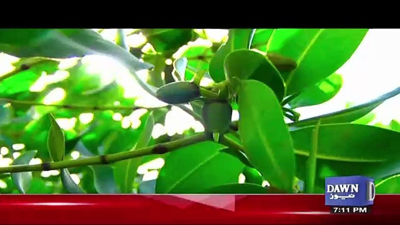 Dawn Special - 5th November 2017