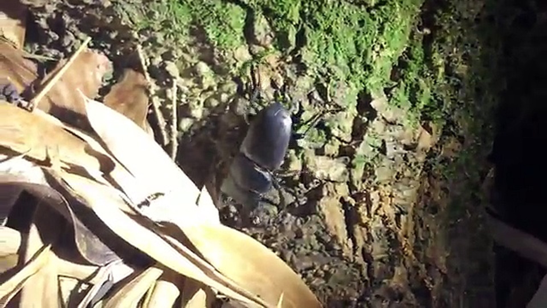 クワガタ カブトムシ 昆虫採集17 クワガタ採集で大量にクワゲット くろねこチャンネル Video Dailymotion