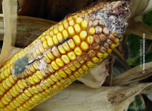 Selo moje, 5. novembar 2017. (RTV Bor)