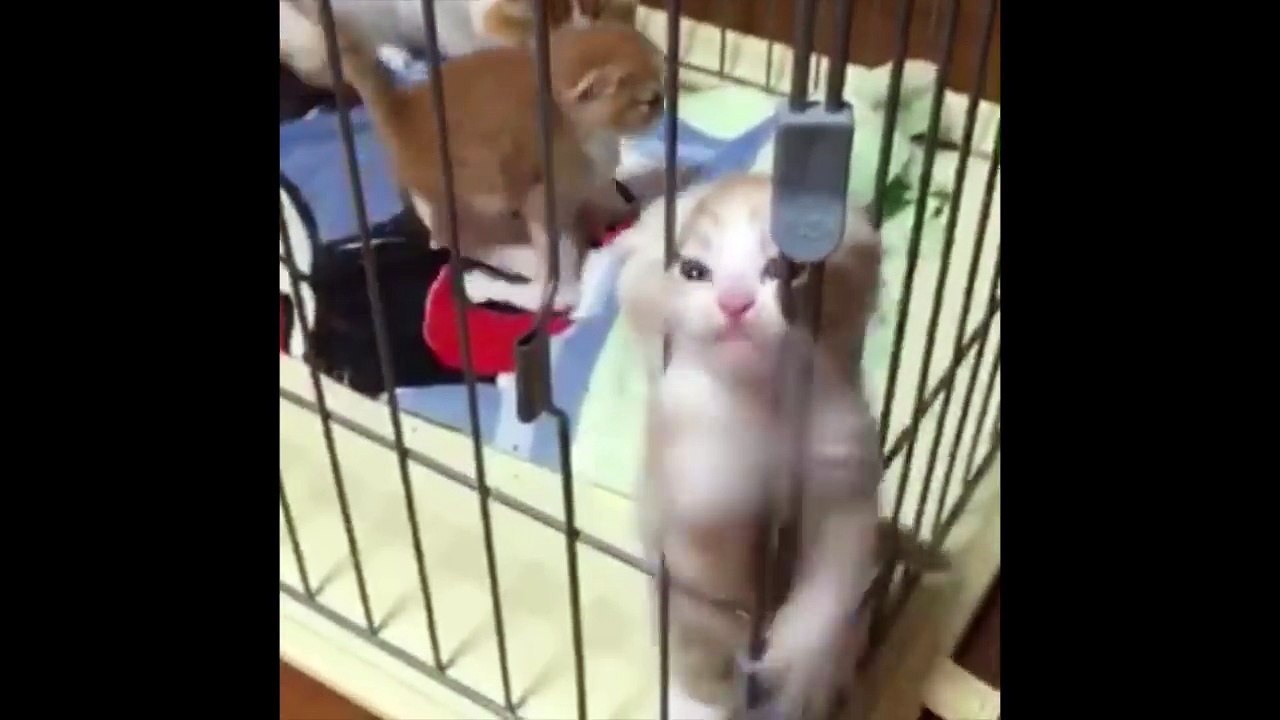 RIP VINE Compilation (Animal Edition) (1)
