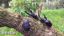 Learn Insects Names for Children - Real Animals for children - Fun and Educational Learning Video