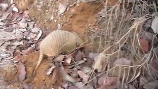 TATU CAVANDO BURACO ARCOS MG BRASIL: Zenaido - Armadillo digging holes in the Cerrado.wmv