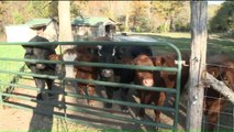 Catching up With the Cows That Escaped St. Louis Slaughterhouse Earlier This Year