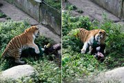 Tiger mauls zookeeper in shock pics in Kaliningrad, Russia