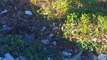 Barletta: rifiuti abbandonati sul lungomare Levante
