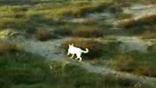 Innu en Gini in Zandvoort, The Netherlands