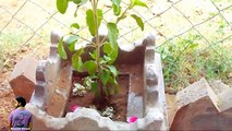 तुलसी के पौधे को सूखने से कैसे बचाये ?How to Care Holy Basil - 23th May 2017/Mammal Bonsai